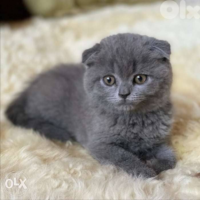 Scottish kitten قطط cat 0
