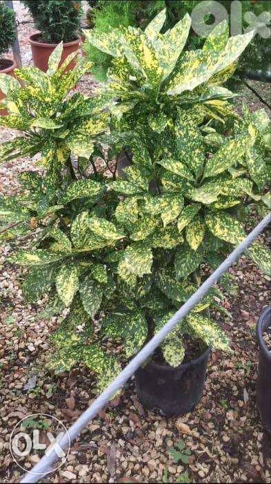 Aucuba japonica great plant 0
