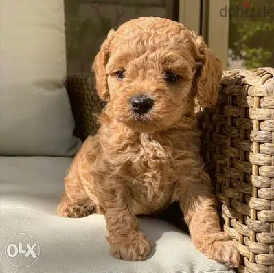 Poodle Puppy /in store & delivery / dog كلاب