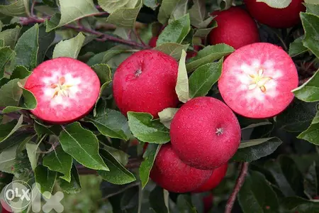 Redlove apple trees شجر تفاح سويسري أحمر من الداخل والخارج