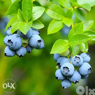 Blueberry plants from Spain شتول البلوبري من إسبانيا