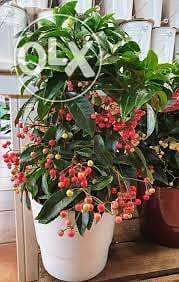 Ardisia plant / gift idea 0