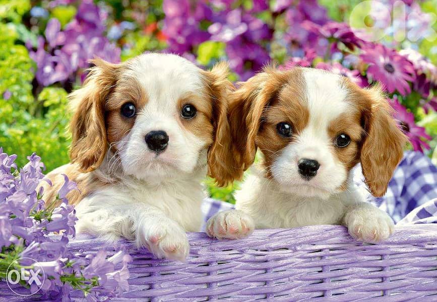 King Charles Cavalier puppies/dog كلاب / Delivery Available 0