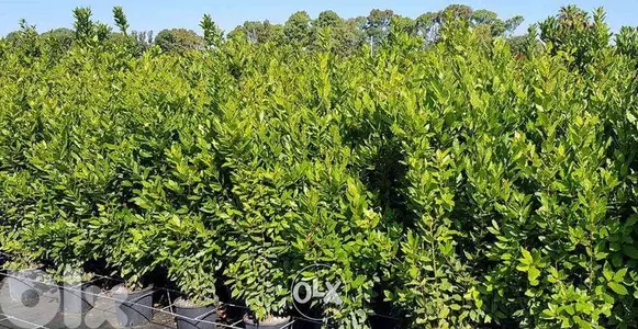 Italian Laurel trees شجر غار إيطالي