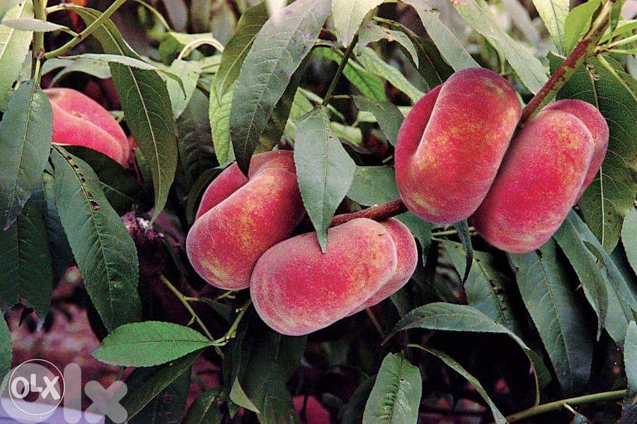 Italian peach trees 0