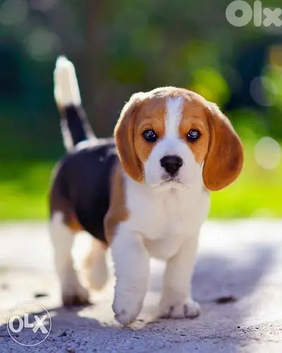 beagle puppies available