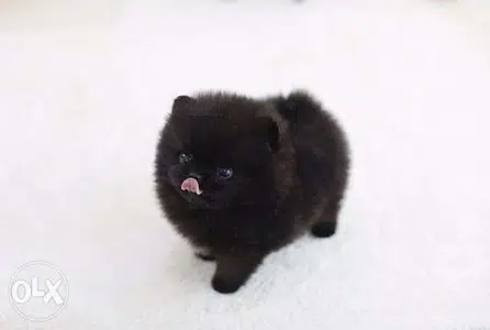 Pomeranian Black Royal Coat Color