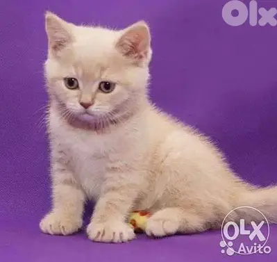 British Shorthair Kitten Golden color قطط