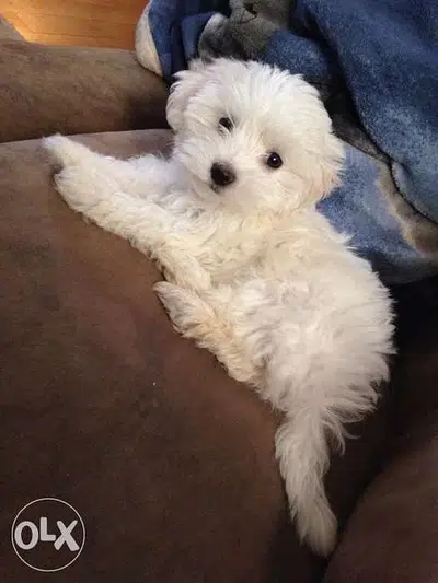 Bichon Maltese puppy