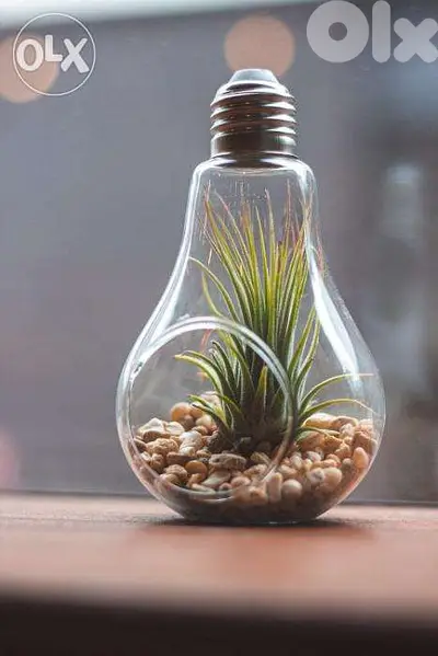 Air plant terrarium