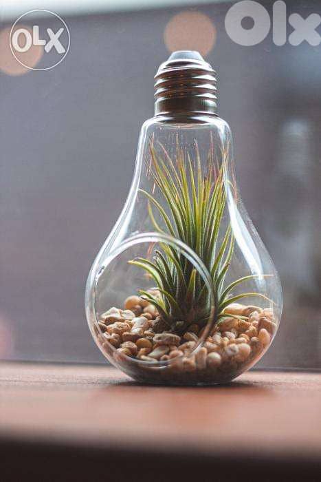 Air plant terrarium 0