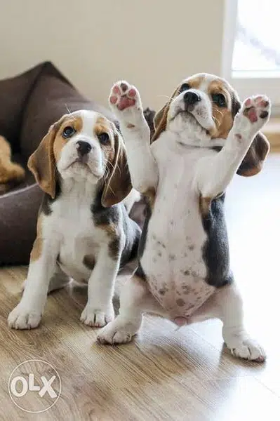 cute beagle puppies cute beagle puppies