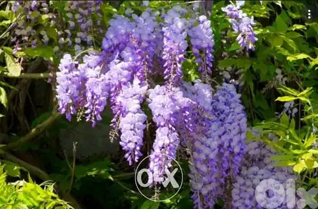 Italian Wisteria