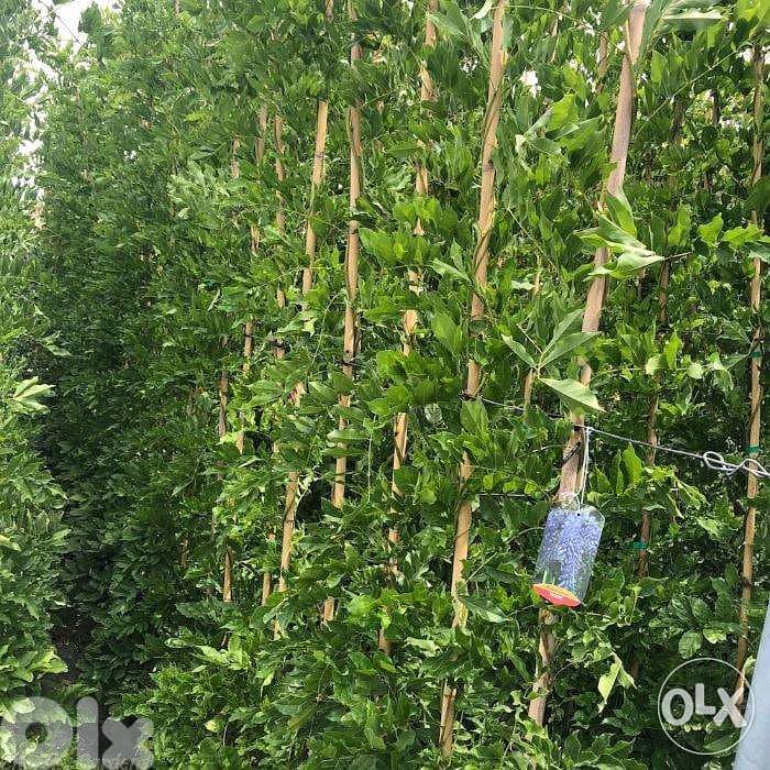 Italian Wisteria 3