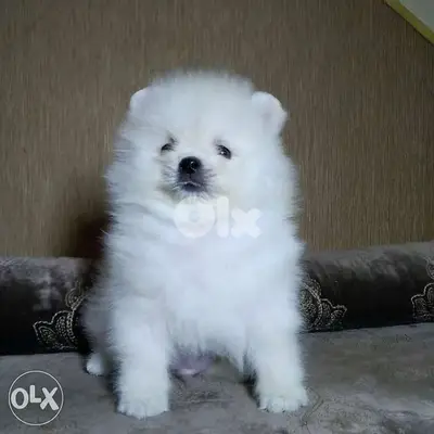 Puppies spitz