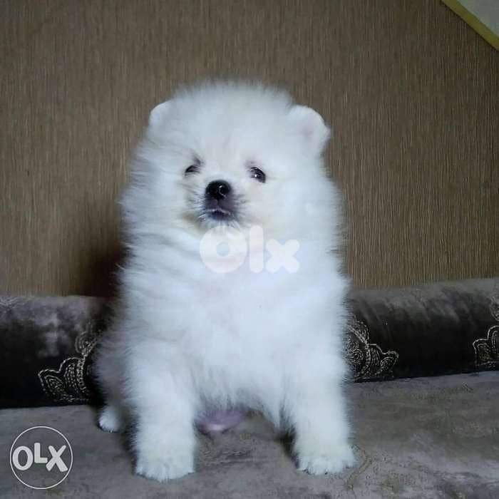 Puppies spitz 0