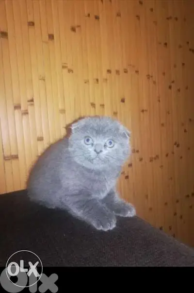 Scottish fold