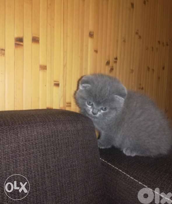 Scottish fold 1