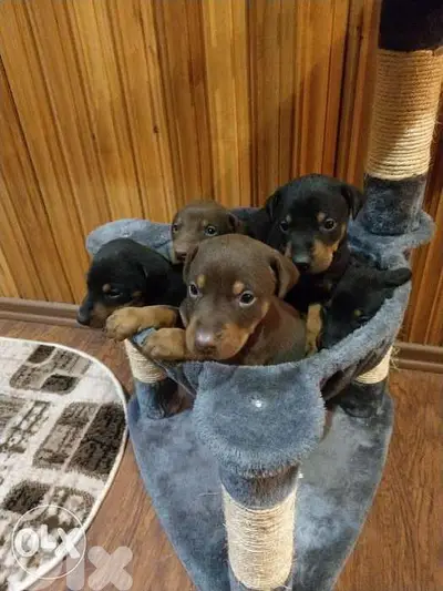 Doberman