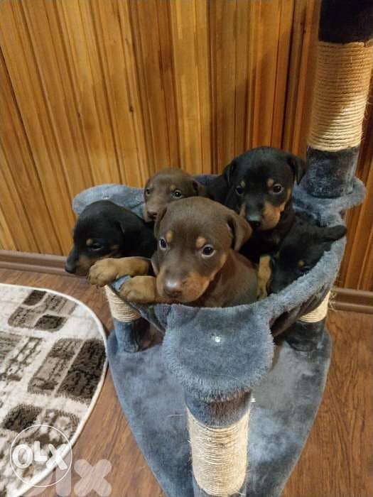 Doberman 0
