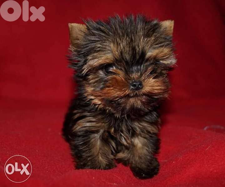 Mini yorki 0
