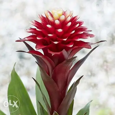 Guzmania special flower زهرة مميزة جدا