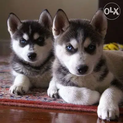 Husky puppy delivery available