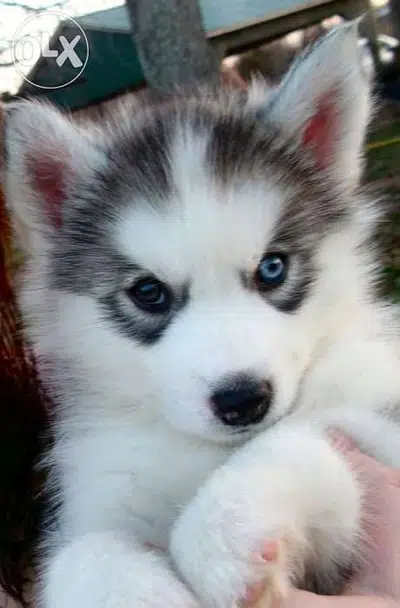 Husky Puppies bluest eyes