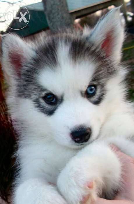 Husky Puppies bluest eyes 0
