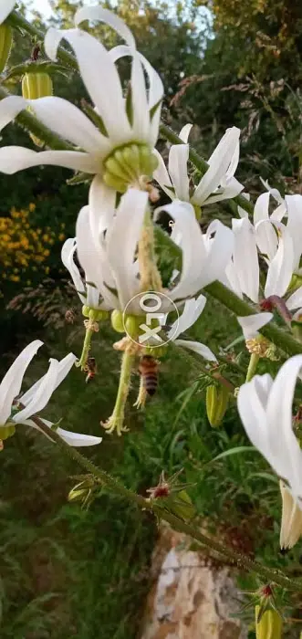 للبيع شتول الوردة النادرة Michauxia campanuloides