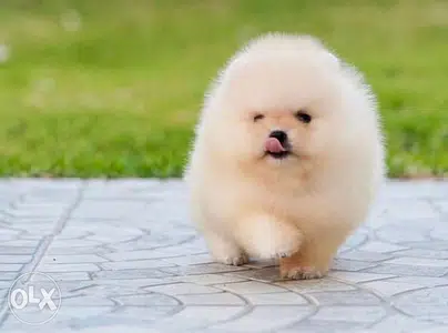 Off White Pomeranian TeaCup Mini XXS