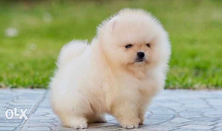 Off White Pomeranian TeaCup Mini XXS 1