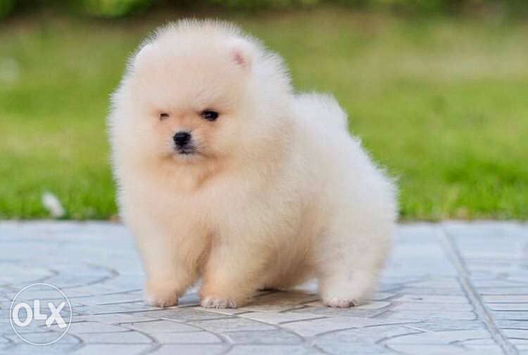 Off White Pomeranian TeaCup Mini XXS 2