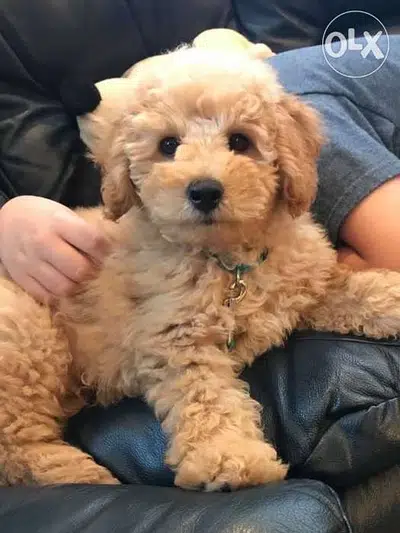 Mini Labradoodle imported CUTEEST