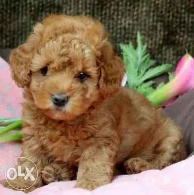 cavapoo Imported Caramel color beauty