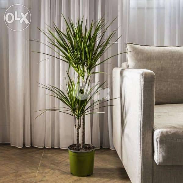 Dracaena marginata 0