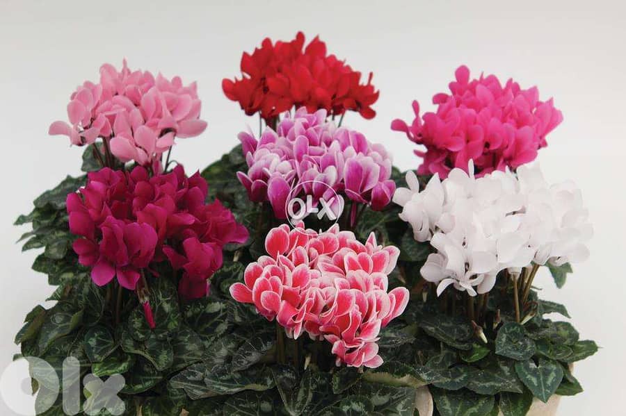 Cyclamen flowering plant 0