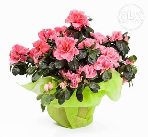 Azalea indoor flowering plant 0