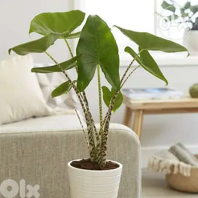 Alocasia zebrina