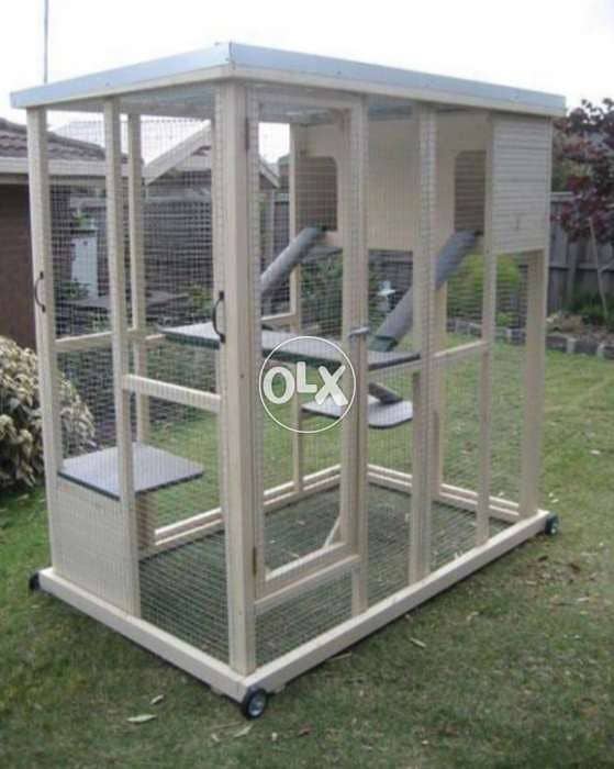 Special for cats 1