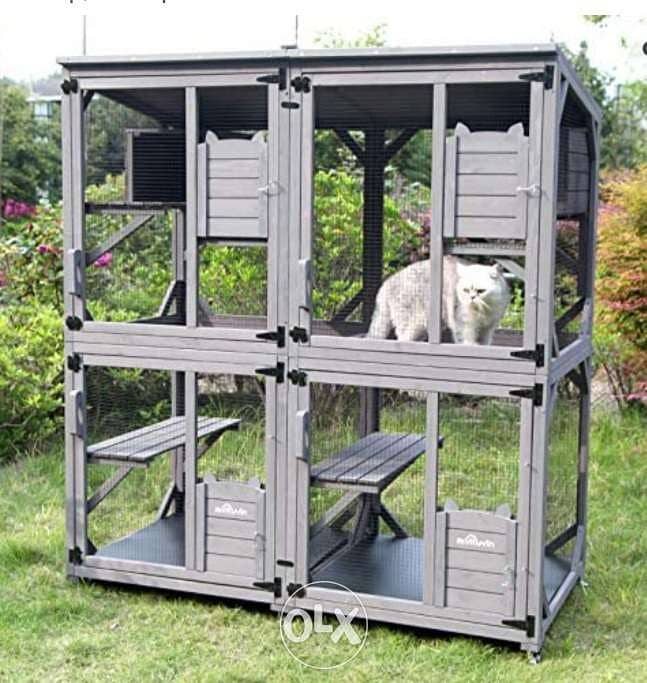 Special for cats 2