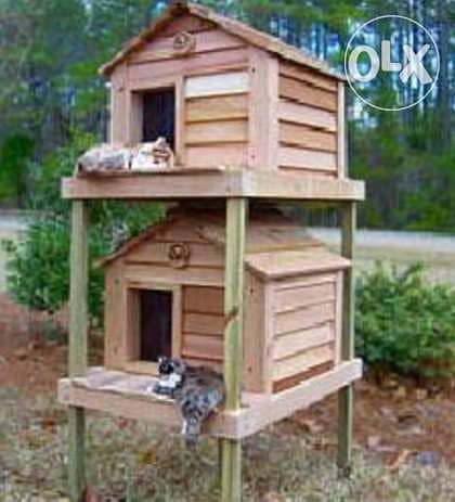 Special for cats 3