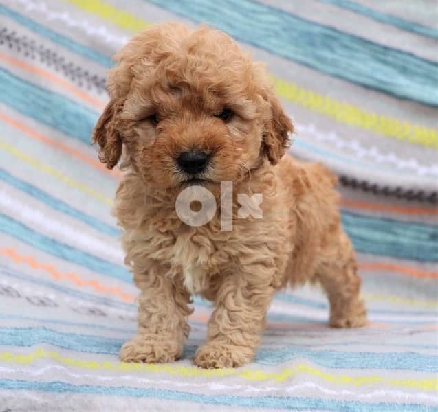 Cavapoo Gold imported Super cute 0