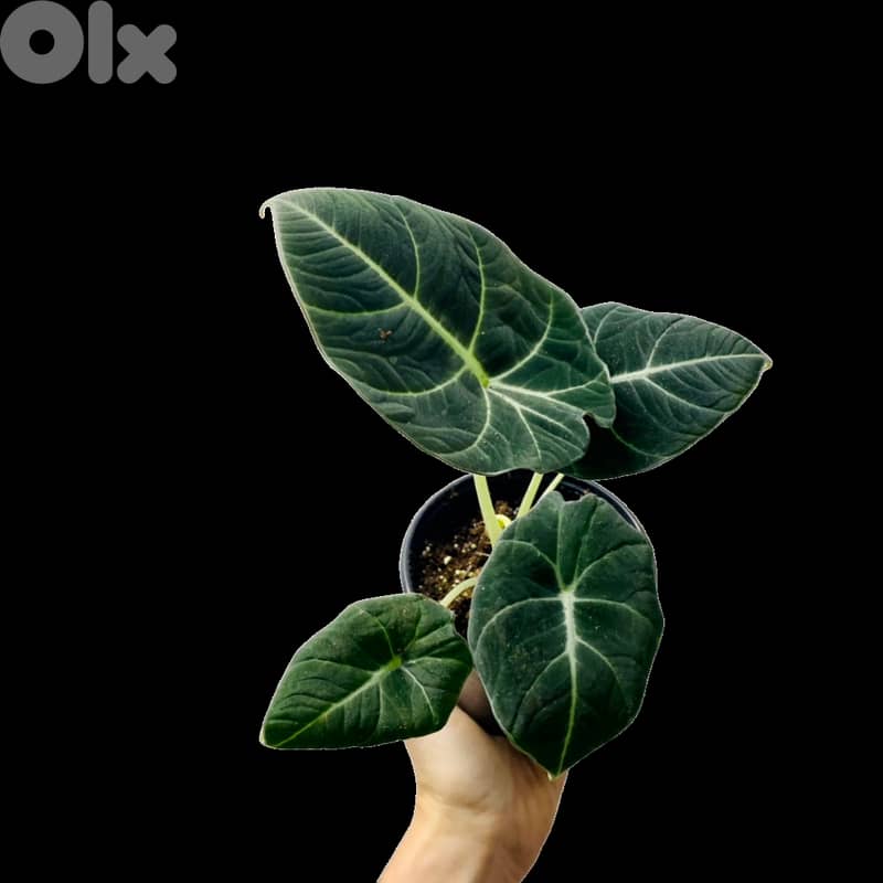 Black Alocasia 0