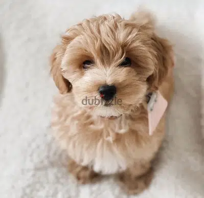 Labradoodle mini imported