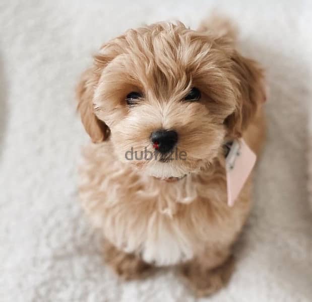Labradoodle mini imported 0