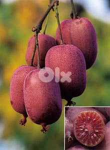 Red kiwi 0