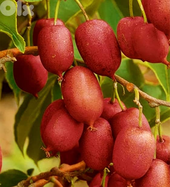 Red kiwi 1