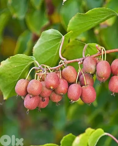 Italian red kiwi
