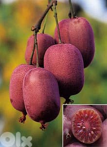 Italian red kiwi 1